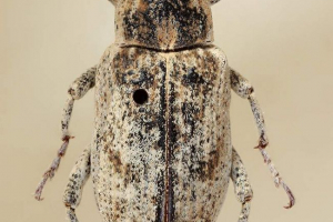 Буряк залози - цукровий буряк-винищувач Буряк залози - цукровий буряк-винищувач